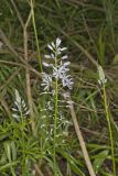 Wild hyacinth, Camassia scilloides