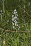 Wild hyacinth, Camassia scilloides