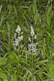 Wild hyacinth, Camassia scilloides