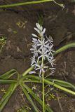 Wild hyacinth, Camassia scilloides