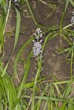 Wild hyacinth, Camassia scilloides