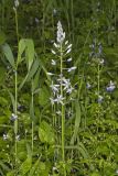Wild hyacinth, Camassia scilloides
