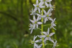 Wild hyacinth, Camassia scilloides
