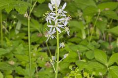 Wild hyacinth, Camassia scilloides