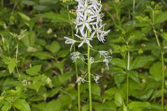 Wild hyacinth, Camassia scilloides