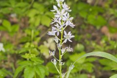 Wild hyacinth, Camassia scilloides