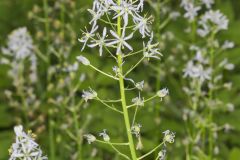 Wild hyacinth, Camassia scilloides