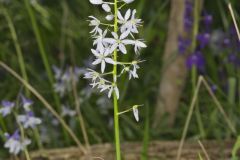 Wild hyacinth, Camassia scilloides
