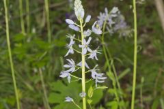 Wild hyacinth, Camassia scilloides