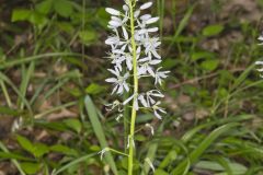Wild hyacinth, Camassia scilloides