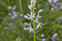 Wild hyacinth, Camassia scilloides
