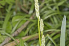 Wild hyacinth, Camassia scilloides