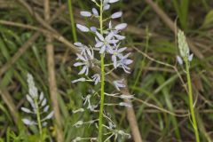 Wild hyacinth, Camassia scilloides