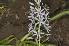 Wild hyacinth, Camassia scilloides