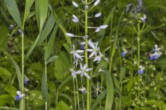 Wild hyacinth, Camassia scilloides
