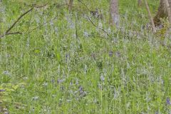 Wild hyacinth, Camassia scilloides