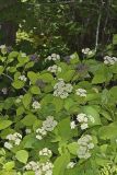 Wild hydrangea, Hydrangea arborescens