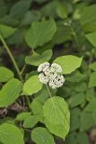 Wild hydrangea, Hydrangea arborescens