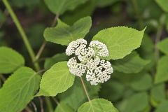 Wild Hydrangea