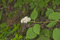 Wild hydrangea, Hydrangea arborescens