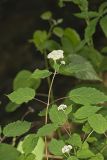 Wild hydrangea, Hydrangea arborescens
