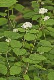 Wild hydrangea, Hydrangea arborescens