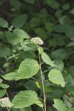 Wild hydrangea, Hydrangea arborescens