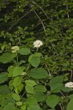 Wild hydrangea, Hydrangea arborescens