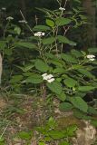 Wild hydrangea, Hydrangea arborescens