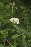 Wild hydrangea, Hydrangea arborescens