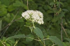 Hydrangeaceae, Hydrangea family