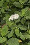 Wild hydrangea, Hydrangea arborescens