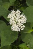 Wild hydrangea, Hydrangea arborescens
