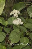 Wild Hydrangea, Hydrangea arborescens
