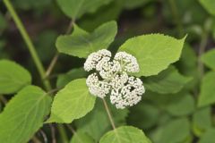 Wild hydrangea, Hydrangea arborescens