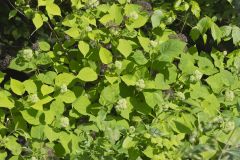 Wild hydrangea, Hydrangea arborescens