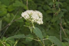 Wild hydrangea, Hydrangea arborescens