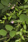 Wild Kidney Bean, Phaseolus polystachios