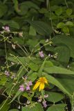 Wild Kidney Bean, Phaseolus polystachios