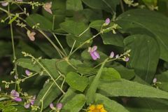 Wild Kidney Bean