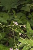 Wild Kidney Bean, Phaseolus polystachios