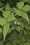 Wild Kidney Bean, Phaseolus polystachios