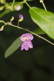 Wild Kidney Bean, Phaseolus polystachios