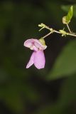 Wild Kidney Bean, Phaseolus polystachios