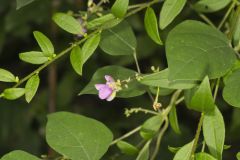 Wild Kidney Bean, Phaseolus polystachios