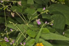 Wild Kidney Bean, Phaseolus polystachios