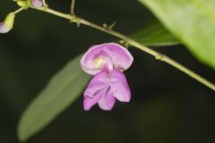 Wild Kidney Bean, Phaseolus polystachios