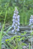 Wild Lupine, Lupinus perennis
