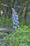 Wild Lupine, Lupinus perennis