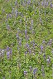 Wild Lupine, Lupinus perennis